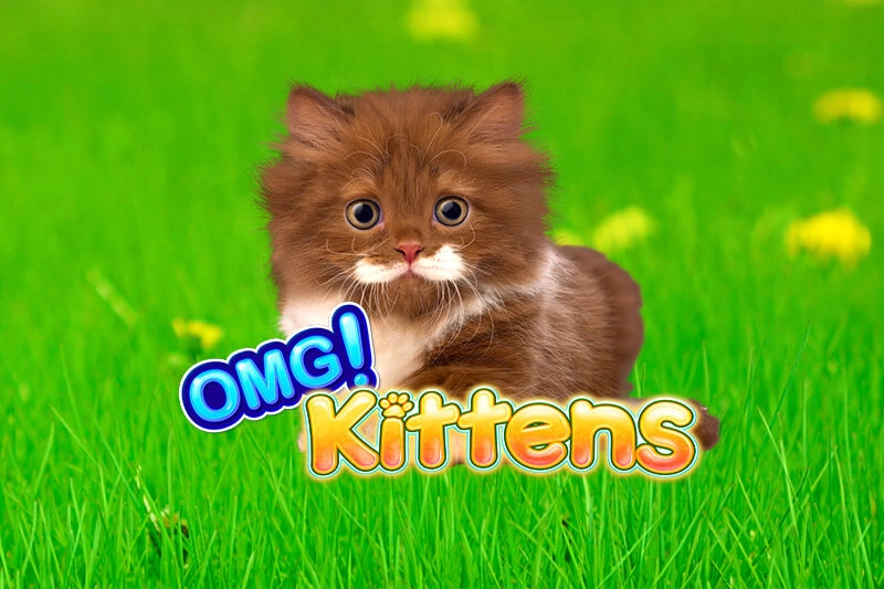 OMG Kittens pokie